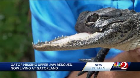 Sanford alligator missing upper jaw finds new home at Gatorland in Orlando